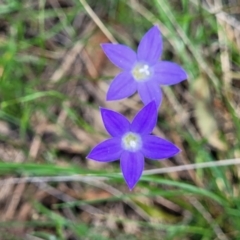 Wahlenbergia luteola at Black Lake & Black Lake TSR (near Bibbenluke) - 9 Dec 2023