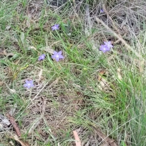 Wahlenbergia luteola at Black Lake & Black Lake TSR (near Bibbenluke) - 9 Dec 2023