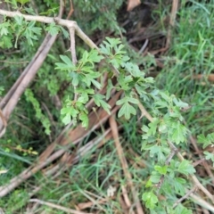 Crataegus monogyna at Black Lake & Black Lake TSR (near Bibbenluke) - 9 Dec 2023