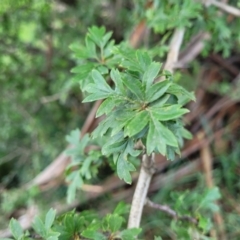 Crataegus monogyna at Black Lake & Black Lake TSR (near Bibbenluke) - 9 Dec 2023