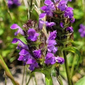 Prunella vulgaris at Black Lake & Black Lake TSR (near Bibbenluke) - 9 Dec 2023