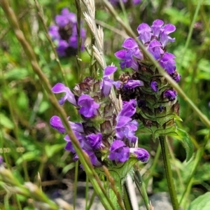 Prunella vulgaris at Black Lake & Black Lake TSR (near Bibbenluke) - 9 Dec 2023