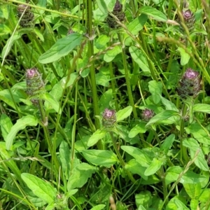 Prunella vulgaris at Black Lake & Black Lake TSR (near Bibbenluke) - 9 Dec 2023