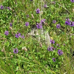 Prunella vulgaris at Black Lake & Black Lake TSR (near Bibbenluke) - 9 Dec 2023