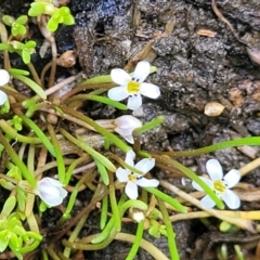 Limosella australis (Austral Mudwort) at Black Lake & Black Lake TSR (near Bibbenluke) - 9 Dec 2023 by trevorpreston