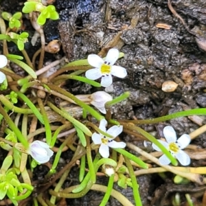 Limosella australis at Black Lake & Black Lake TSR (near Bibbenluke) - 9 Dec 2023