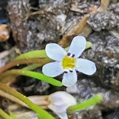 Limosella australis at Black Lake & Black Lake TSR (near Bibbenluke) - 9 Dec 2023