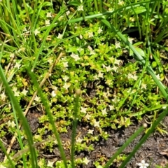 Limosella australis at Black Lake & Black Lake TSR (near Bibbenluke) - 9 Dec 2023