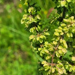 Rumex crispus at Black Lake & Black Lake TSR (near Bibbenluke) - 9 Dec 2023