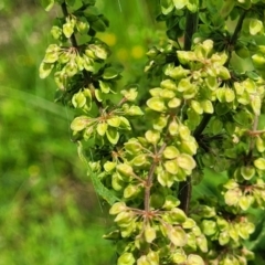 Rumex crispus at Black Lake & Black Lake TSR (near Bibbenluke) - 9 Dec 2023