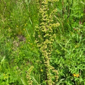 Rumex crispus at Black Lake & Black Lake TSR (near Bibbenluke) - 9 Dec 2023