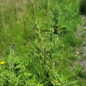 Rumex crispus at Black Lake & Black Lake TSR (near Bibbenluke) - 9 Dec 2023