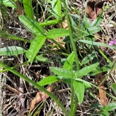 Cullen microcephalum at Black Lake & Black Lake TSR (near Bibbenluke) - 9 Dec 2023