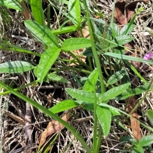 Cullen microcephalum at Black Lake & Black Lake TSR (near Bibbenluke) - 9 Dec 2023 11:55 AM