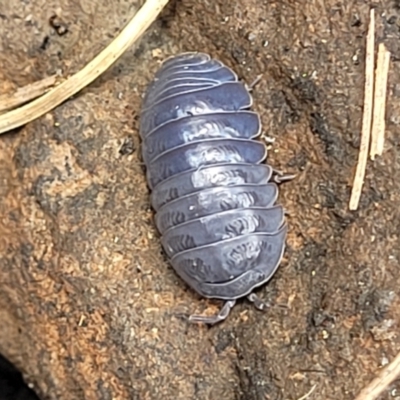 Armadillidium vulgare (Slater bug, woodlouse, pill bug, roley poley) at Black Lake & Black Lake TSR (near Bibbenluke) - 9 Dec 2023 by trevorpreston