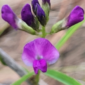 Glycine clandestina at Black Lake & Black Lake TSR (near Bibbenluke) - 9 Dec 2023