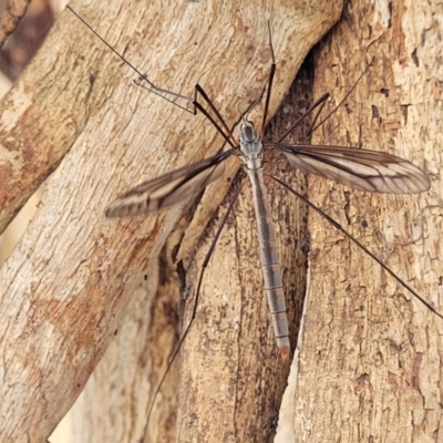 Geranomyia sp. (genus) at Black Lake & Black Lake TSR (near Bibbenluke) - 9 Dec 2023 by trevorpreston