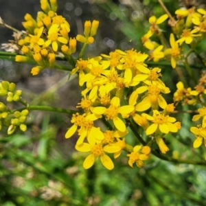 Senecio linearifolius at Black Lake & Black Lake TSR (near Bibbenluke) - 9 Dec 2023