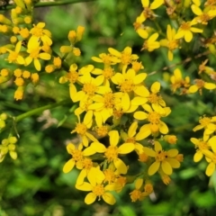 Senecio linearifolius at Black Lake & Black Lake TSR (near Bibbenluke) - 9 Dec 2023