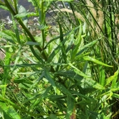 Senecio linearifolius at Black Lake & Black Lake TSR (near Bibbenluke) - 9 Dec 2023