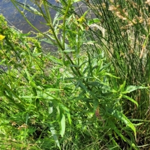 Senecio linearifolius at Black Lake & Black Lake TSR (near Bibbenluke) - 9 Dec 2023