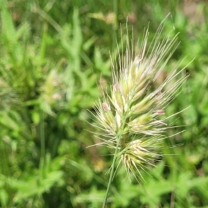 Cynosurus echinatus at Black Lake & Black Lake TSR (near Bibbenluke) - 9 Dec 2023 11:51 AM
