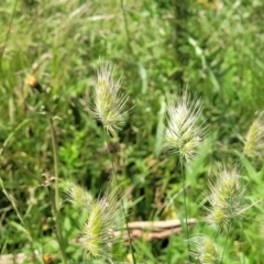 Cynosurus echinatus at Black Lake & Black Lake TSR (near Bibbenluke) - 9 Dec 2023 11:51 AM