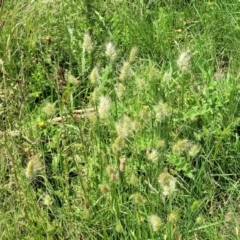 Cynosurus echinatus at Black Lake & Black Lake TSR (near Bibbenluke) - 9 Dec 2023 11:51 AM