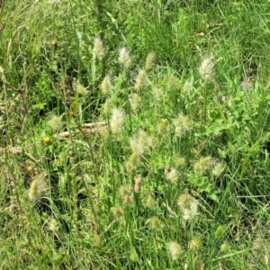 Cynosurus echinatus at Black Lake & Black Lake TSR (near Bibbenluke) - 9 Dec 2023 11:51 AM