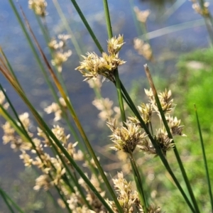 Juncus sp. at Black Lake & Black Lake TSR (near Bibbenluke) - 9 Dec 2023