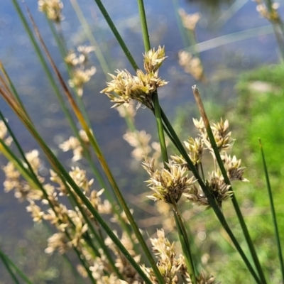 Juncus sp. (A Rush) at Black Lake & Black Lake TSR (near Bibbenluke) - 9 Dec 2023 by trevorpreston