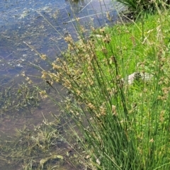 Juncus sp. at Black Lake & Black Lake TSR (near Bibbenluke) - 9 Dec 2023