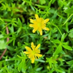 Ranunculus papulentus (Large River Buttercup) at Black Lake & Black Lake TSR (near Bibbenluke) - 9 Dec 2023 by trevorpreston