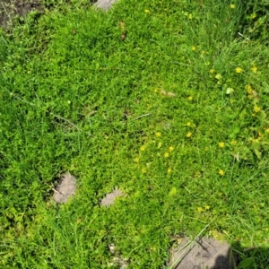 Ranunculus papulentus at Black Lake & Black Lake TSR (near Bibbenluke) - 9 Dec 2023