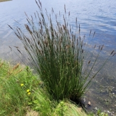 Carex appressa at Black Lake & Black Lake TSR (near Bibbenluke) - 9 Dec 2023