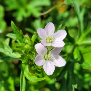 Geranium sp. Pleated sepals (D.E.Albrecht 4707) Vic. Herbarium at Black Lake & Black Lake TSR (near Bibbenluke) - 9 Dec 2023