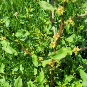 Rumex conglomeratus at Black Lake & Black Lake TSR (near Bibbenluke) - 9 Dec 2023