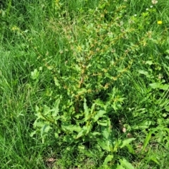 Rumex conglomeratus at Black Lake & Black Lake TSR (near Bibbenluke) - 9 Dec 2023 11:47 AM