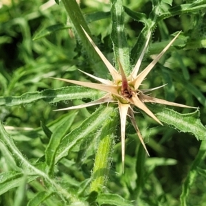 Centaurea calcitrapa at Black Lake & Black Lake TSR (near Bibbenluke) - 9 Dec 2023 11:47 AM