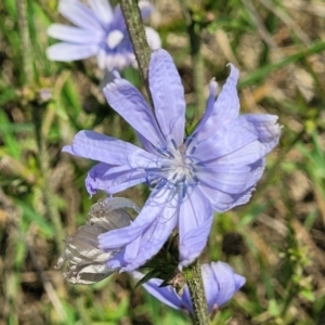 Cichorium intybus at Black Lake & Black Lake TSR (near Bibbenluke) - 9 Dec 2023