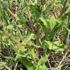 Cichorium intybus at Black Lake & Black Lake TSR (near Bibbenluke) - 9 Dec 2023