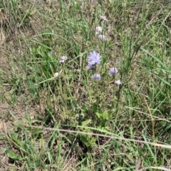 Cichorium intybus at Black Lake & Black Lake TSR (near Bibbenluke) - 9 Dec 2023