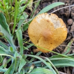 Unidentified Cap on a stem; gills below cap [mushrooms or mushroom-like] at Bibbenluke, NSW - 9 Dec 2023 by trevorpreston
