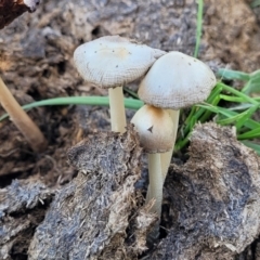 Unidentified Cap on a stem; gills below cap [mushrooms or mushroom-like] at Bibbenluke, NSW - 9 Dec 2023 by trevorpreston