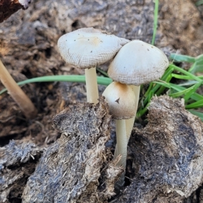Unidentified Cap on a stem; gills below cap [mushrooms or mushroom-like] at Bibbenluke Common - 9 Dec 2023 by trevorpreston