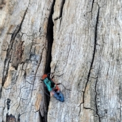 Carphurini sp. (tribe) at Bibbenluke Common - 9 Dec 2023