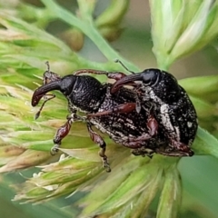 Aoplocnemis rufipes (A weevil) at Bibbenluke Common - 9 Dec 2023 by trevorpreston