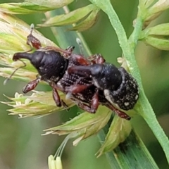 Aoplocnemis rufipes at Bibbenluke Common - 9 Dec 2023