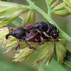 Aoplocnemis rufipes at Bibbenluke Common - 9 Dec 2023 11:22 AM