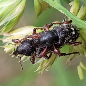 Aoplocnemis rufipes at Bibbenluke Common - 9 Dec 2023 11:22 AM